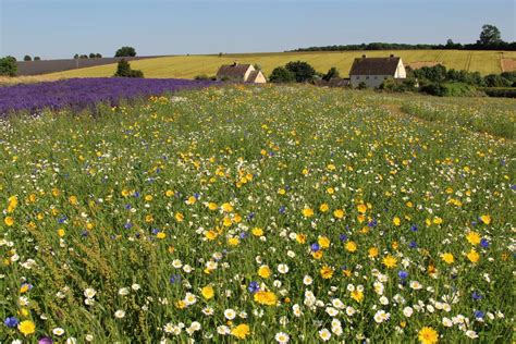 Wildflower Meadow Cotswold Lavender Snowshill Beautiful England Photos