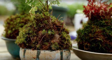 Video How To Make A Japanese Moss Garden
