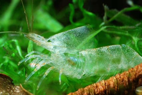 Aquarium Molting Process And Metabolism Of The Dwarf Shrimp Shrimp