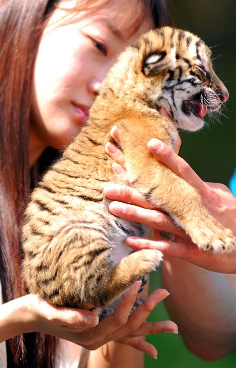 New Born Tiger At Everland Zoo South Korea New Born Tiger Flickr