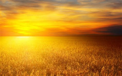 3840x2160 Resolution Wheats During Orange Sunset Nature Landscape