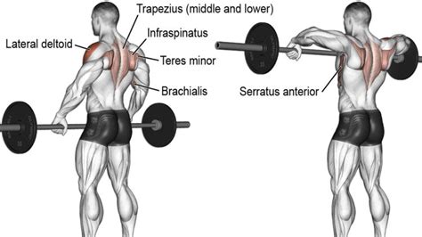 Upright Row Exercise Guide How To Benefits Muscles Worked And