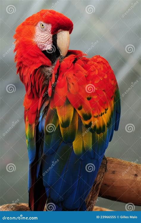 Scarlet Macaw Bird Preening Stock Image Image Of Colour Everglades