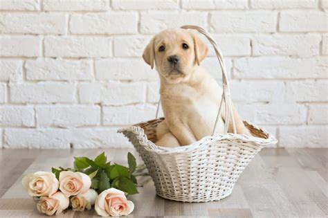 Cutest Dog Breeds As Puppies Readers Digest