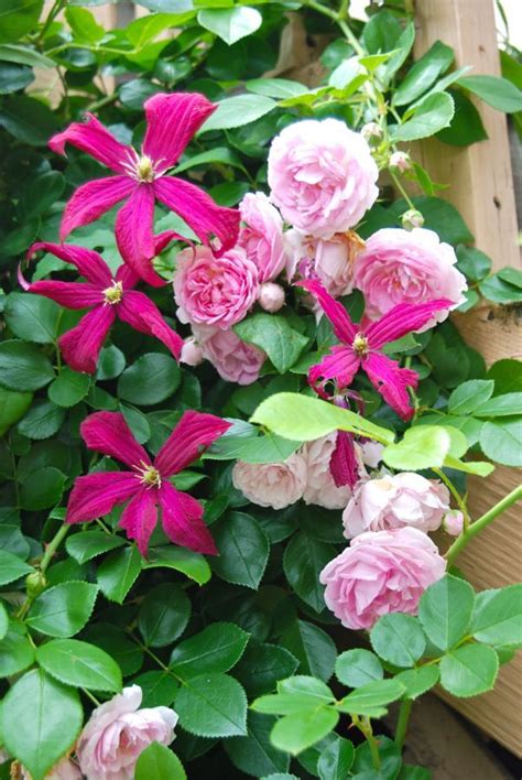 With delicate tubular flowers in red, pink, or. Climbing Rose and Clematis Combination | Climbing roses ...