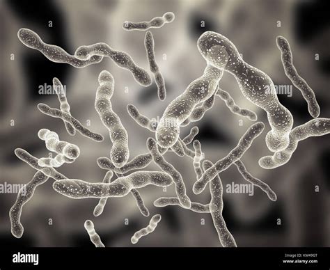 Microscope Images Of Bacteria Micropedia