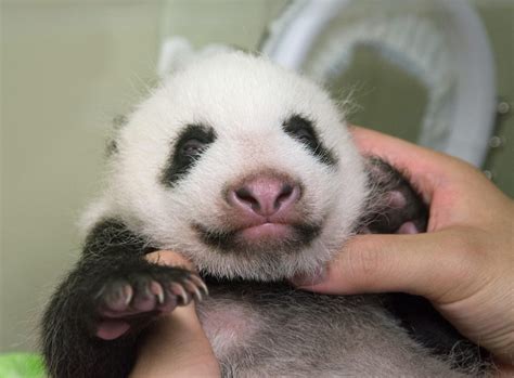 Ueno Zoos Panda Cub Is Growing Well