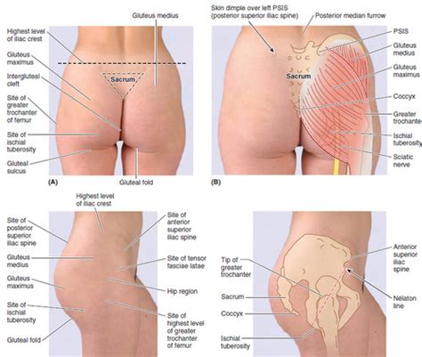 Gluteal Cleft And Fold Hot Sex Picture