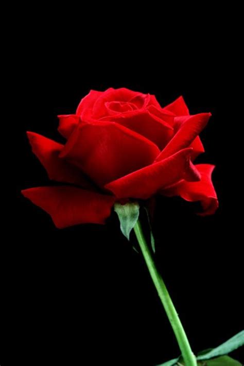 Free Download Cliserpudo Beautiful Single Red Rose Wallpapers Images