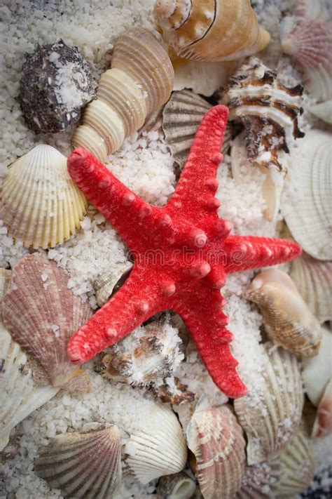 Download Seashells And Starfish Stock Photo Image Of Many Fish