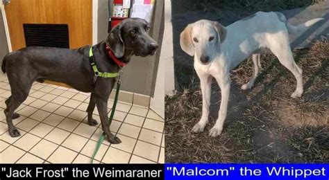 A Detailed Comparison Of The Weimaraner And The Whippet Pupvs