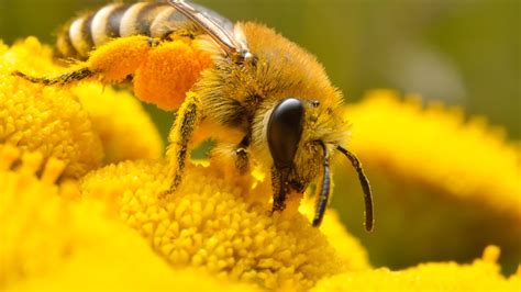 Closeup Photo Of Honey Bee Perched On Yellow Petaled Flower 4k 5k Hd