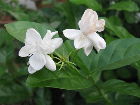 Jasminum Sambac Arabian Jasmine Plant Care And Culture Travaldos Blog