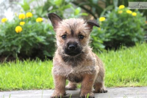 Cairn Terrier Puppy For Sale Near Lancaster Pennsylvania 22a254c0 7771