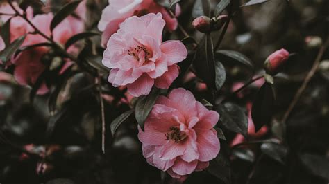 Aesthetic Floral Wallpaper Computer Aesthetic Flowers Wallpapers