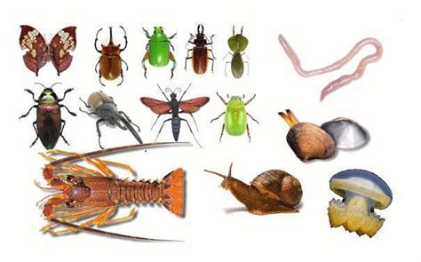 Reino Animalia Invertebrados E Cordados Escola Educação