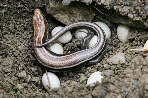 Female Five Lined Skink Brooding Eggs Reptiles And Amphibians