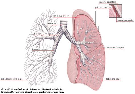 Bronchioles Gdt