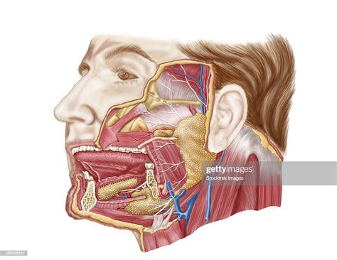 Anatomy Of Human Salivary Glands High Res Vector Graphic Getty Images