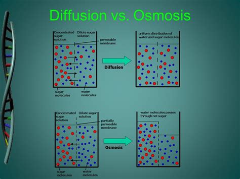 Diffusion And Osmosis Diagram Quizlet