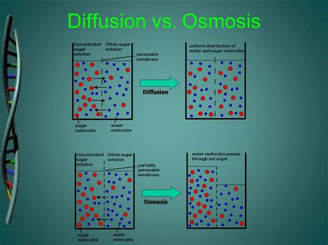 Diffusion In Animal Cells Bbc Bitesize 2 Transport National 5