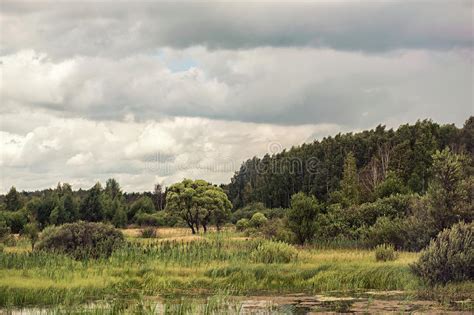 Summer Swampy Forest Landscape With Cloudy Sky Stock Image Image Of