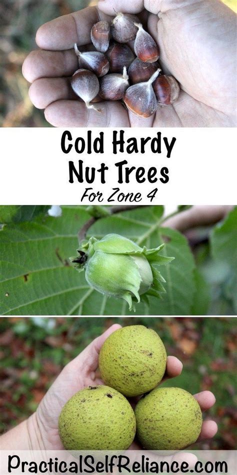 Cold Hardy Nut Trees For Zone 4 Food Garden Fruit Garden Garden Trees