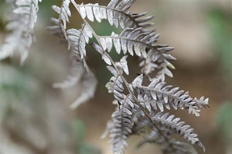 Premium Photo Silver Dry Leaf Of Fern In The Forest