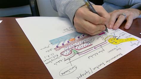 anatomy of a skeletal muscle cell video 4 - YouTube