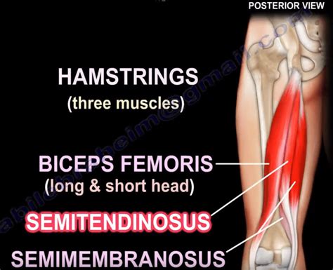 Anatomy Of The Semitendinosus Muscle Healthcare Orthopedic Surgery Muscles Anatomy Leg