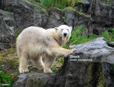 Stock Fotografie Bílý Lední Medvěd Na Pozadí Skal Stáhnout Obrázek