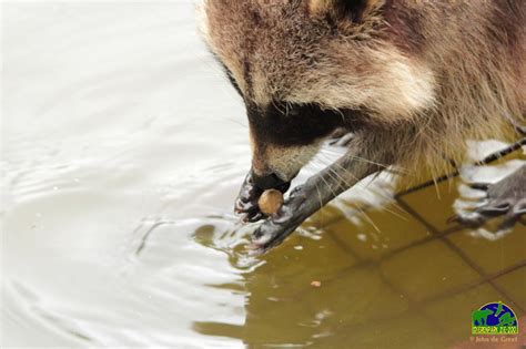 Het is niet duidelijk waar de wasbeer vandaan komt en hoe het dier in de boom is beland. Wasbeer - Dierenpark Zie Zoo