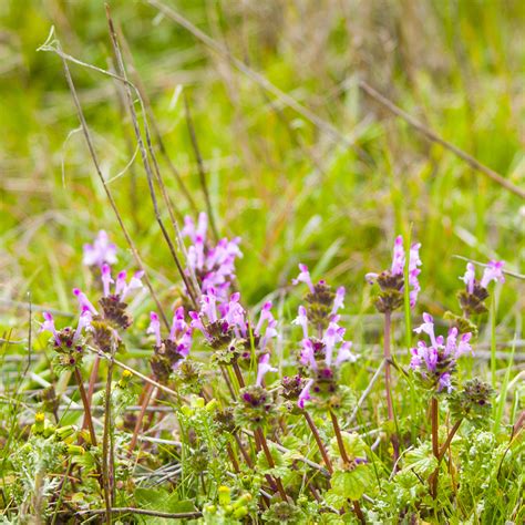 Henbit and purple deadnettle are broadleaved, winter annual weeds and are part of the mint family. Henbit and Purple Deadnettle · Shades of Green Lawn ...