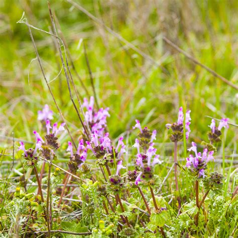 Weeds in lawn garden weeds lawn and garden purple flowers white flowers identifying weeds weed types types of weeds daisy. Henbit and Purple Deadnettle · Shades of Green Lawn ...
