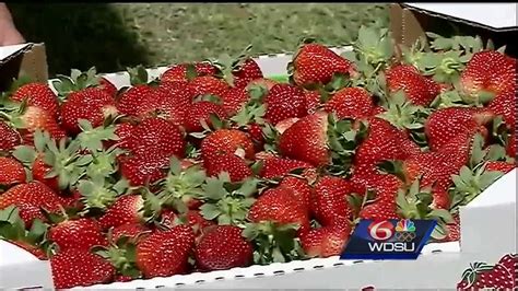 Help us raise funds for our 2021 scholarship drive. Here are the details for the 2017 Ponchatoula Strawberry ...