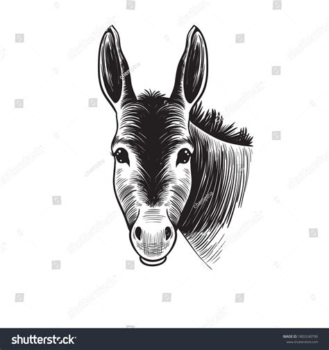 2 Donkey Head Facing Forward Drawing Immagini Foto Stock E Grafica