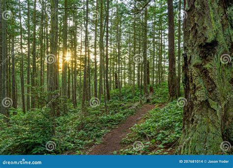 A Trail In A Lush Green Forest With Tall Pine Trees Stock Photo Image
