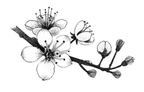 Free Black And White Cherry Blossom Vector Download Free Black And White Cherry Blossom Vector