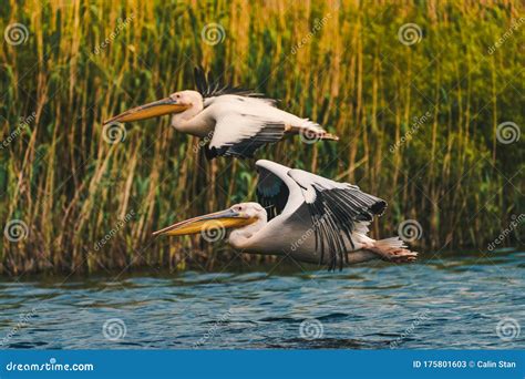 Pelicans Flying Low Above Water Stock Image Image Of Animal Dobrogea