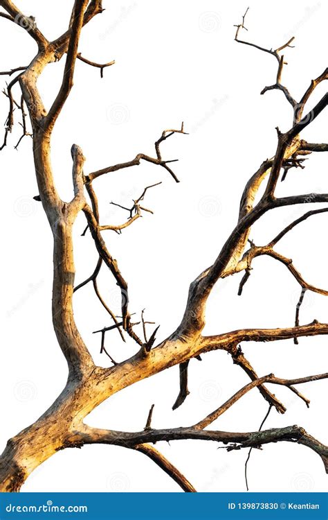 Isolate Close Up Of Dry Branches Stock Photo Image Of Death Abstract