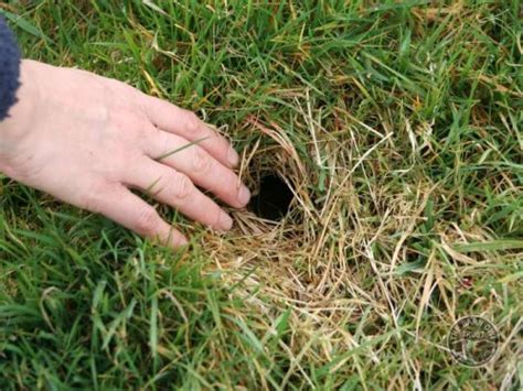 Barn Owl Habitat Vole Holes And Other Signs Of Field Voles The Barn