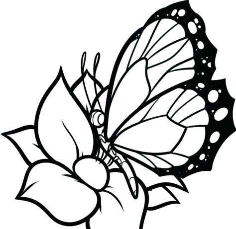 Butterfly Wings Coloring Pages at GetDrawings | Free download