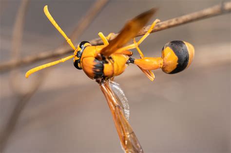 Close Up Full Body Shot Of An Orange Potter Wasp Eumenes Latreillii