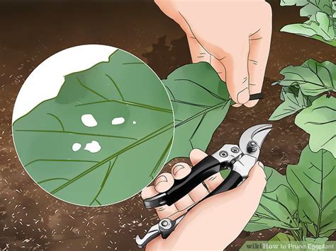 How To Prune Eggplant 10 Steps With Pictures Wikihow