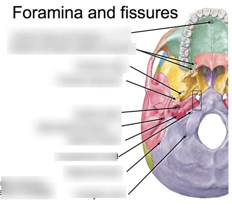 Inferior Foramina And Fissures Of Skull Diagram Quizlet
