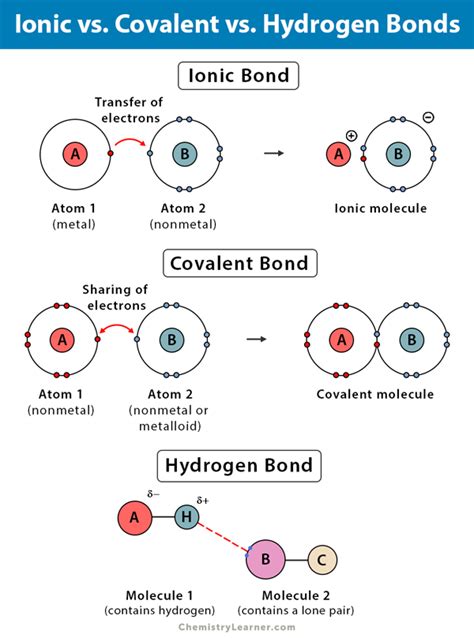 Water Molecules Covalent And Hydrogen Bonds