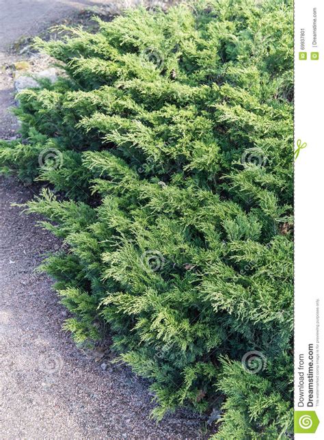 Green Hedge Of Thuja Trees Cypress Juniper Bush Thuja Thuja Green
