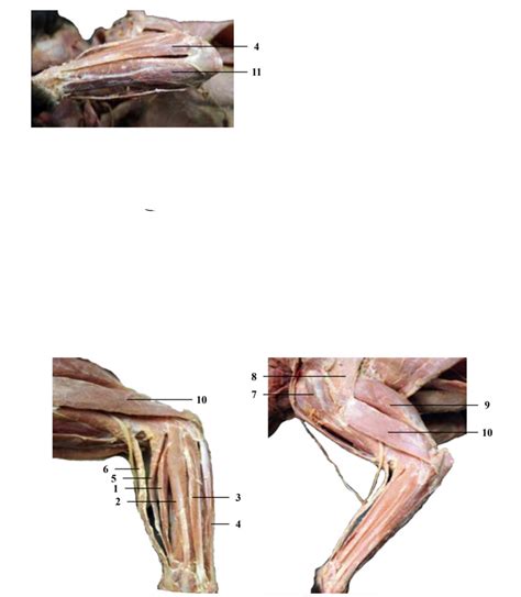 Dorsal Upper Limb Cat Muscles Diagram Quizlet
