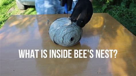 Learn how to identify bee nests and distinguish between bees vs. Experiment: What is inside the bee's nest? - YouTube