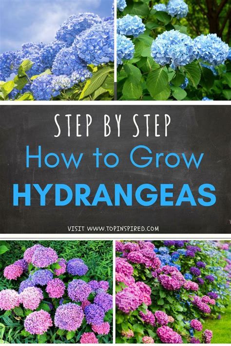 Hydrangea Top 10 Tips On How To Plant Grow And Care In 2020 Growing